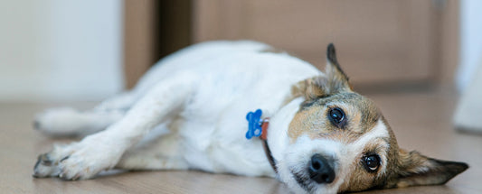 A Guide to Joint Problems in Dogs