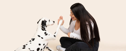 A Guide to Senior Dog Mobility: Move Better, Feel Better, Live Longer