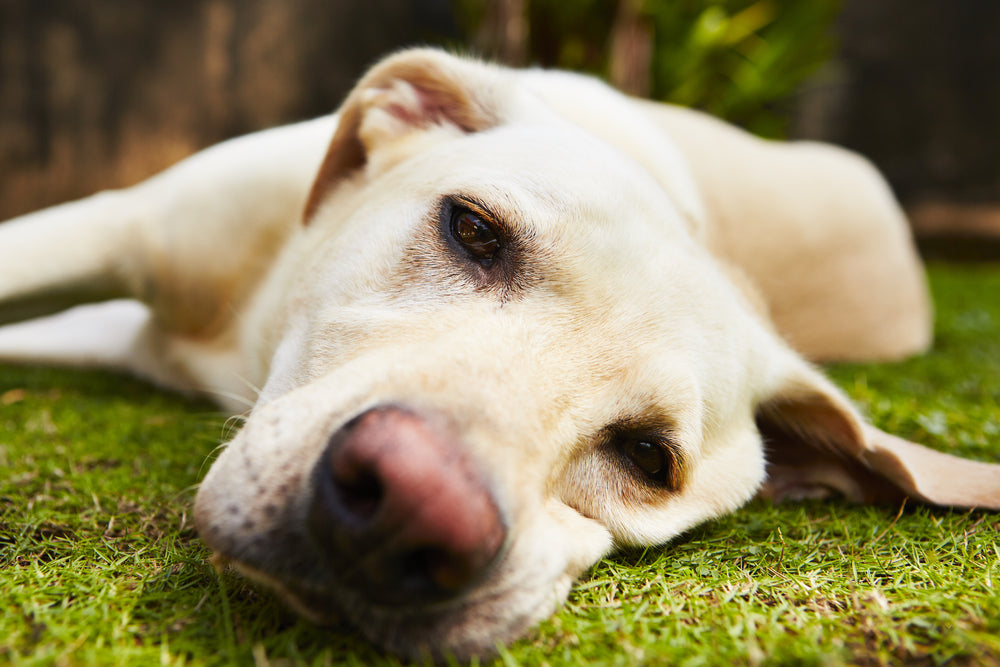 Close up of a golden labrador retriever lying down on the grass outside