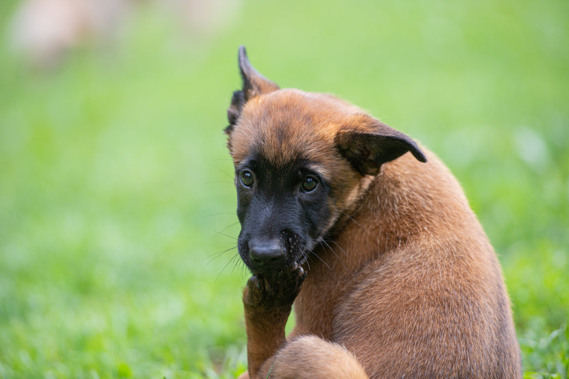 A young tan and black dog sitting on grass, licking its paw and glancing over its shoulder, a common sign of stress in dogs