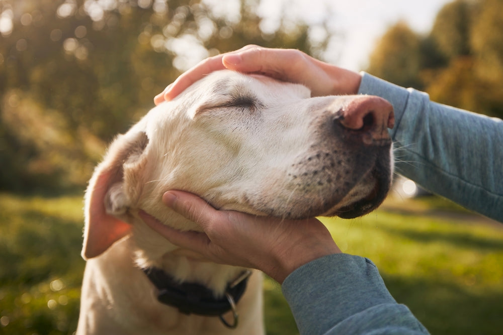 Golden dog being petted by male owner outside, holding his face lovingly.