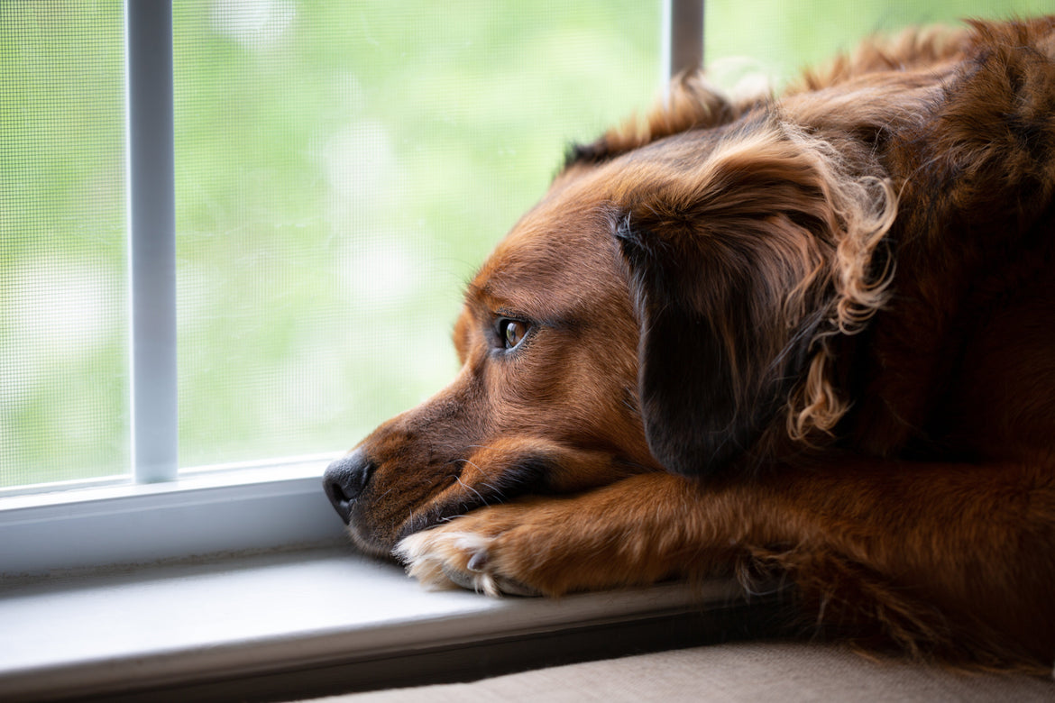 Sad dog looking outside the window waiting for owner
