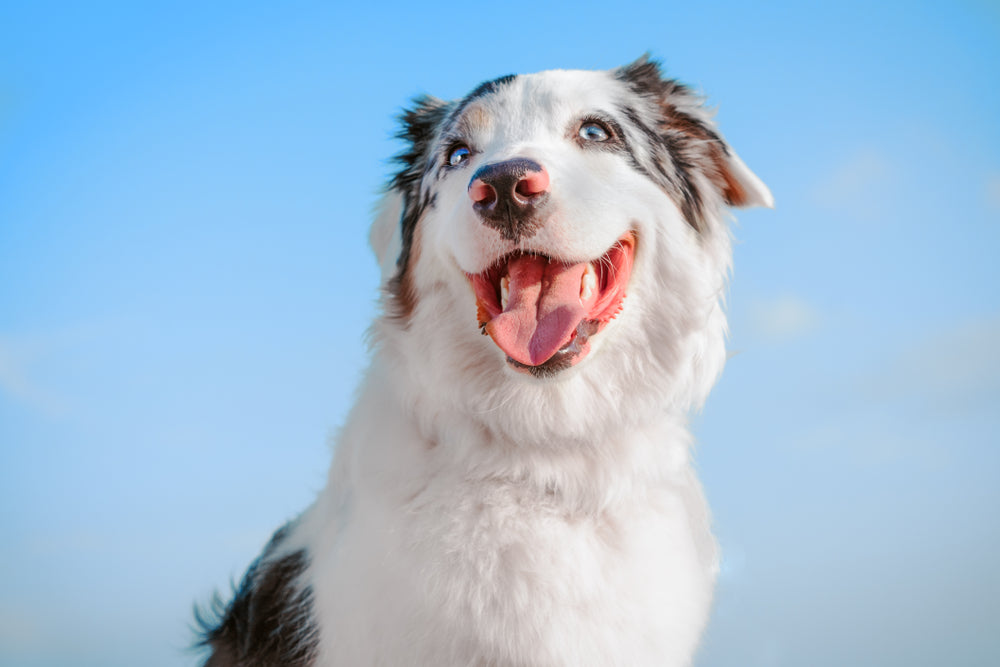 Dog smiling outside against a blue sky background.