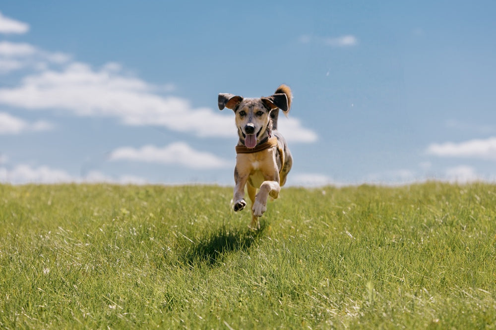 Holistic Dog Care: Definition, Benefits And Tips