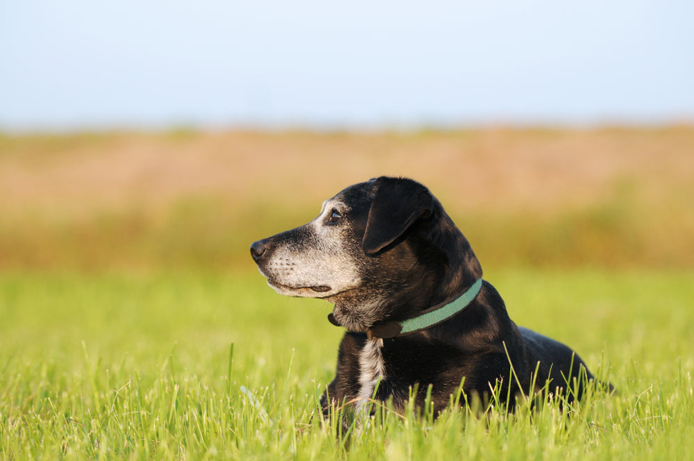 Black dog staring left into the distance while sat down in a field