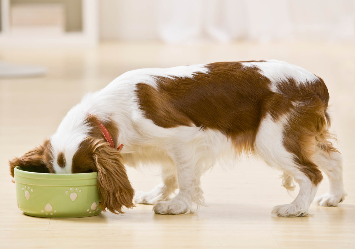 Small brown and white dog eating from green dog bowl