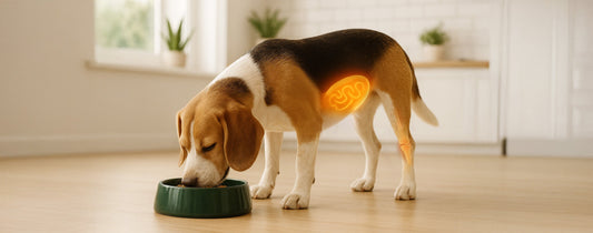 The Gut-Joint Axis: How Gastrointestinal Health Impacts Joints