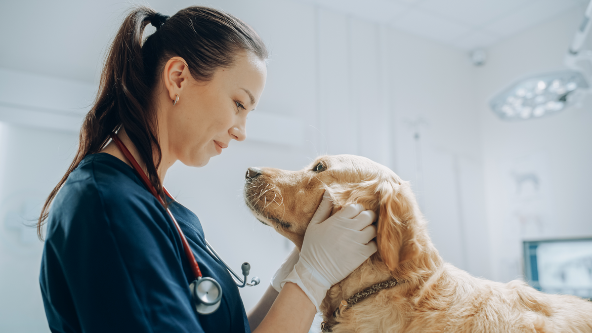 Dog with vet in vets office looking into each others eyes