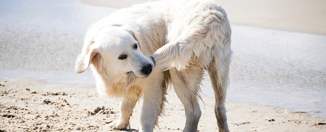 Why Do Dogs Chase Their Tails?