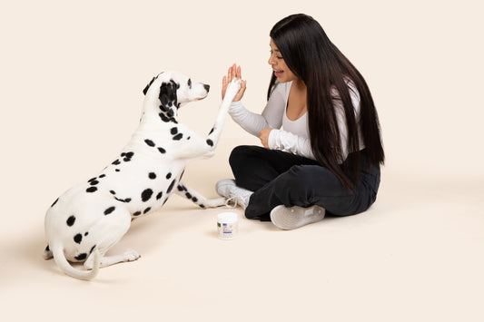 A Guide to Senior Dog Mobility: Move Better, Feel Better, Live Longer