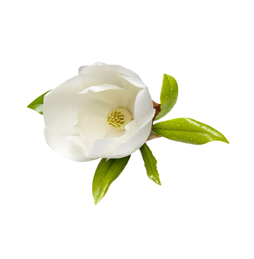 White magnolia flower with green leaves isolated on black background