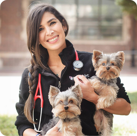 Female veterinarian smiling holding two small Yorkshire terrier dogs with a stethoscope around her neck