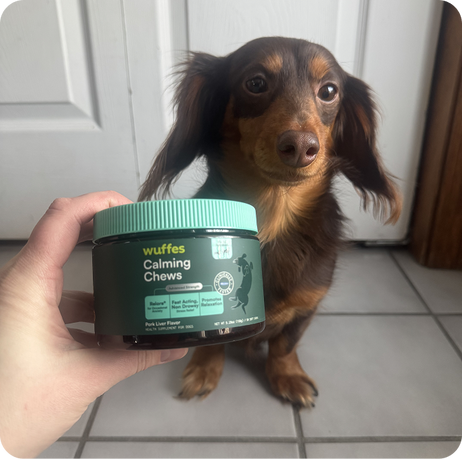 Hand holding container of Wuffes Calming Chews near small brown long-haired dog sitting on tiled floor