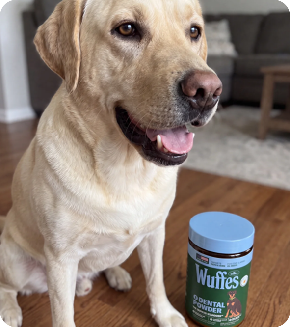 Rocky beside a tub of Wuffes Dental Powder