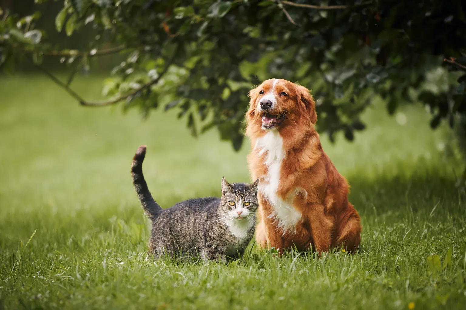 Dog and cat standing outside on grass next to each other