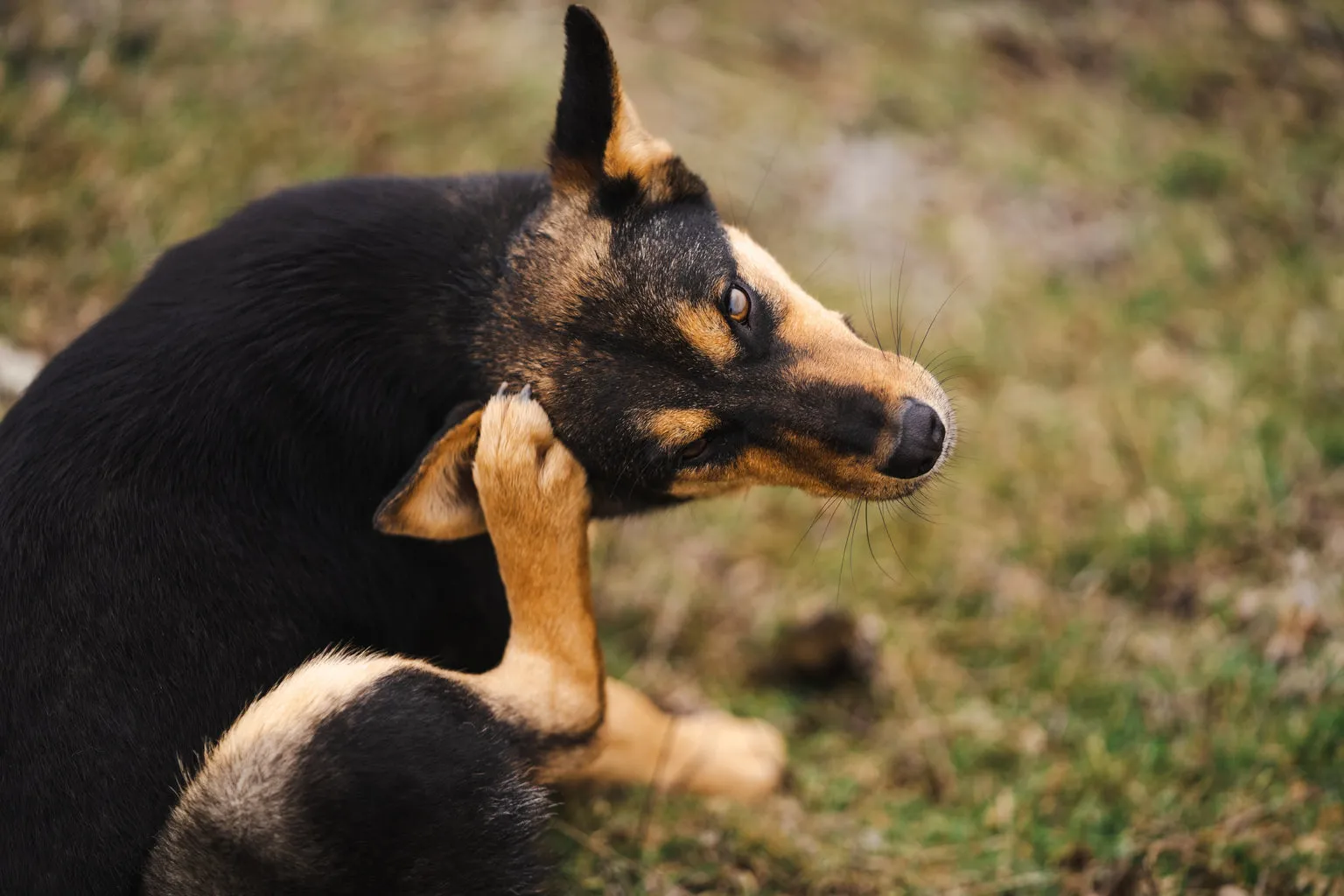 Black and brown dog scratching behind ear.