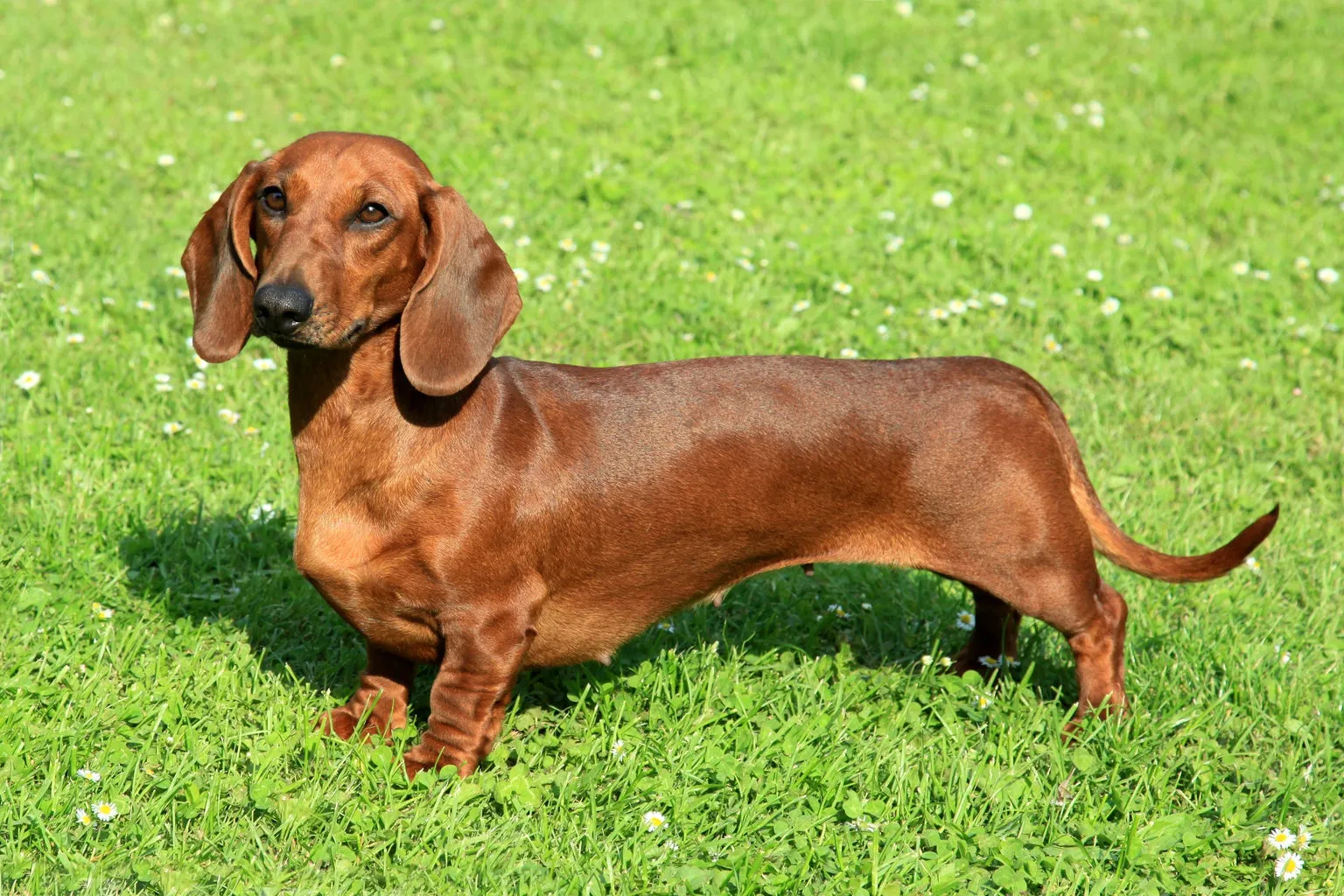 Small Daschund stood on grass