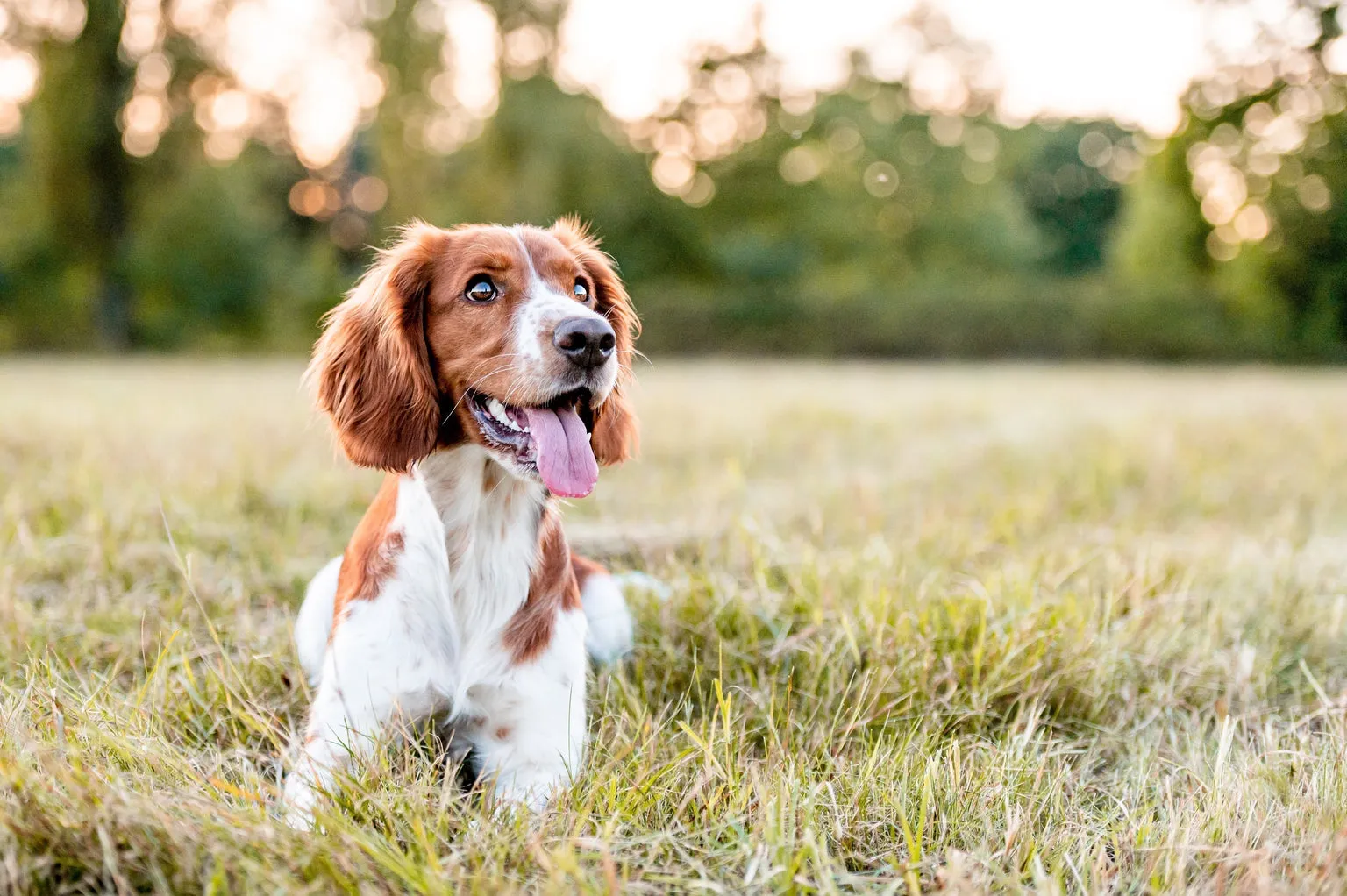Brown and white dog with tongue out sitting in the grass, smiling