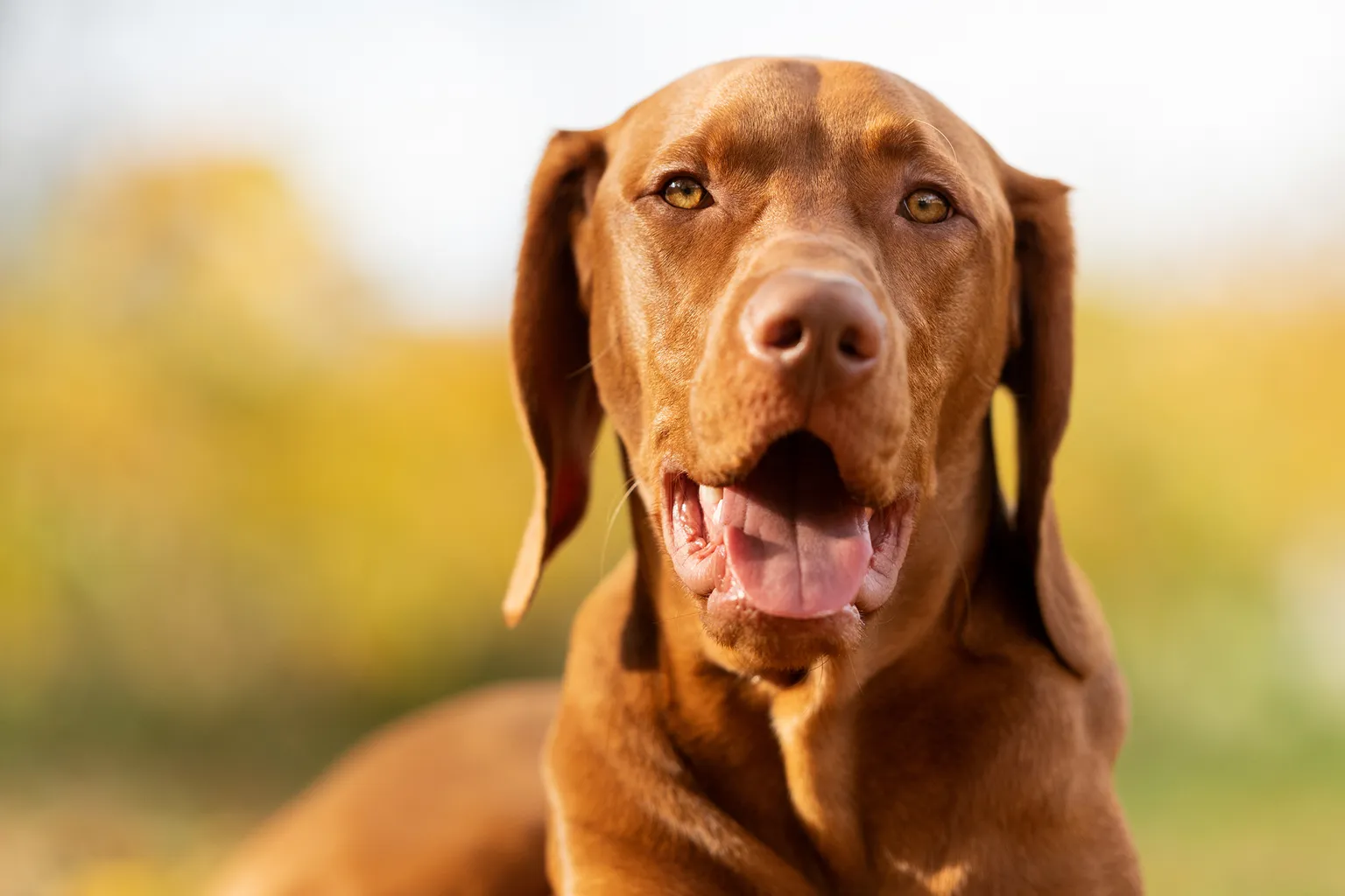 Brown viszla dog with great shiny coat looking at camera