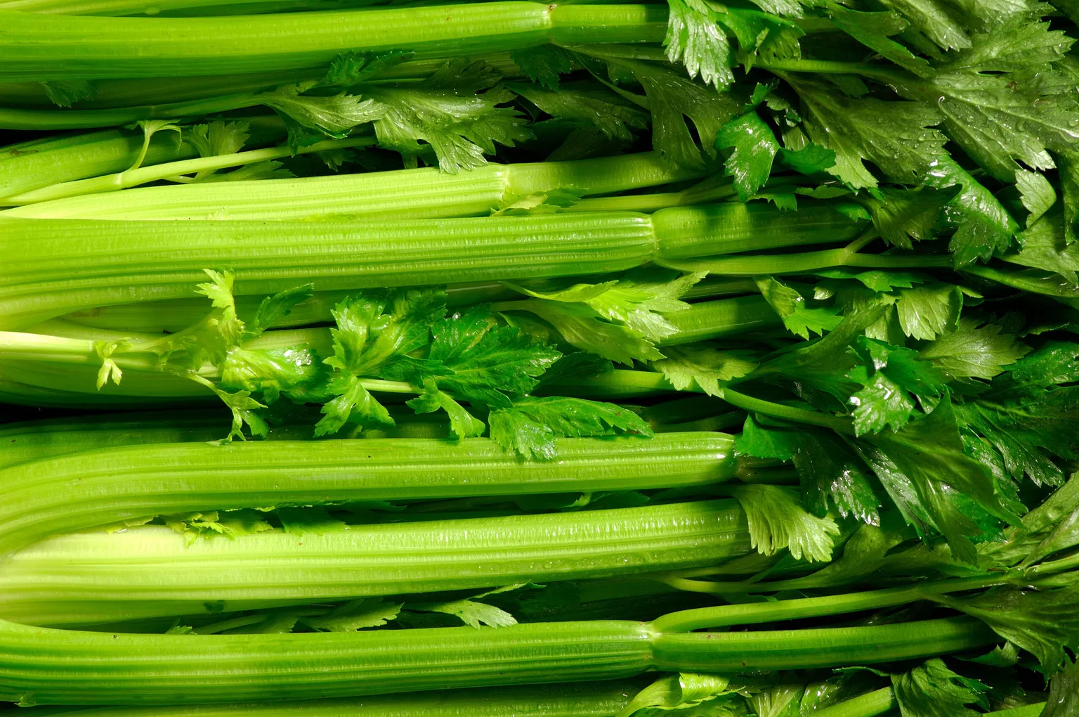 Close up of celery sticks