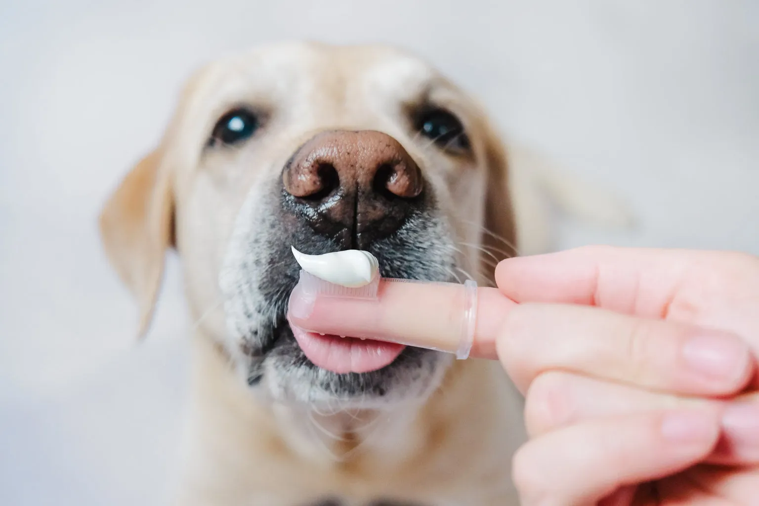 Close up of dog toothpaste about to be fed to golden to clean teeth
