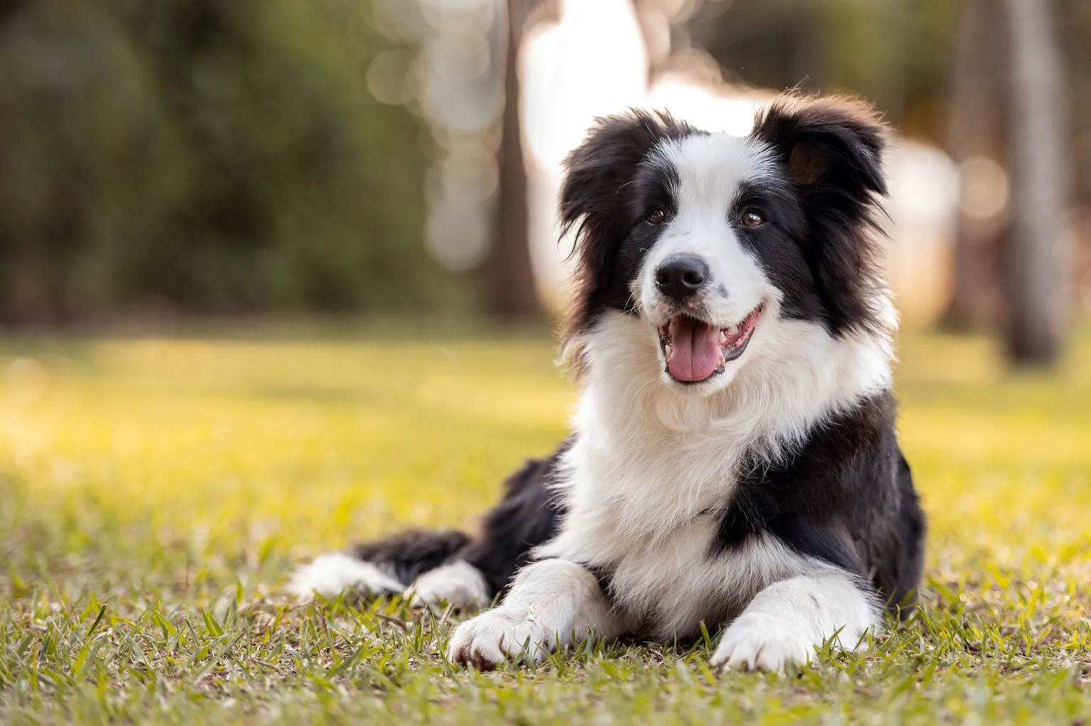 Dog sitting in the grass