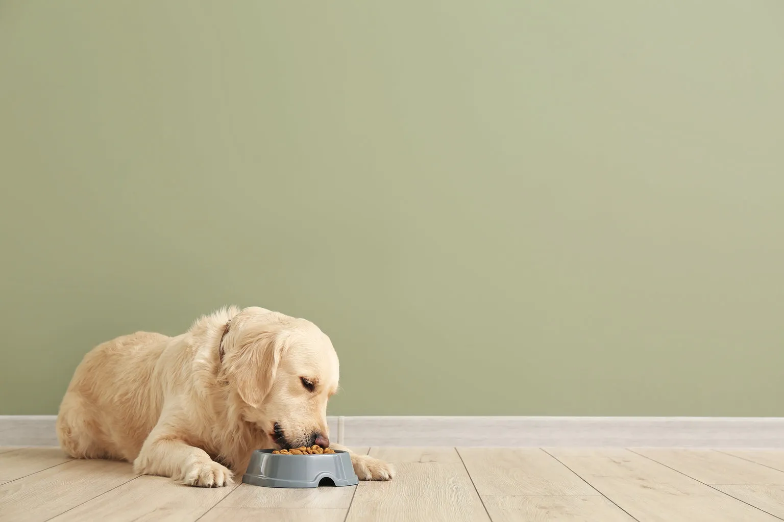 Dog sat eating from dog bowl
