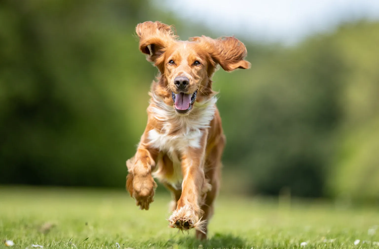 Dog running outside on grass