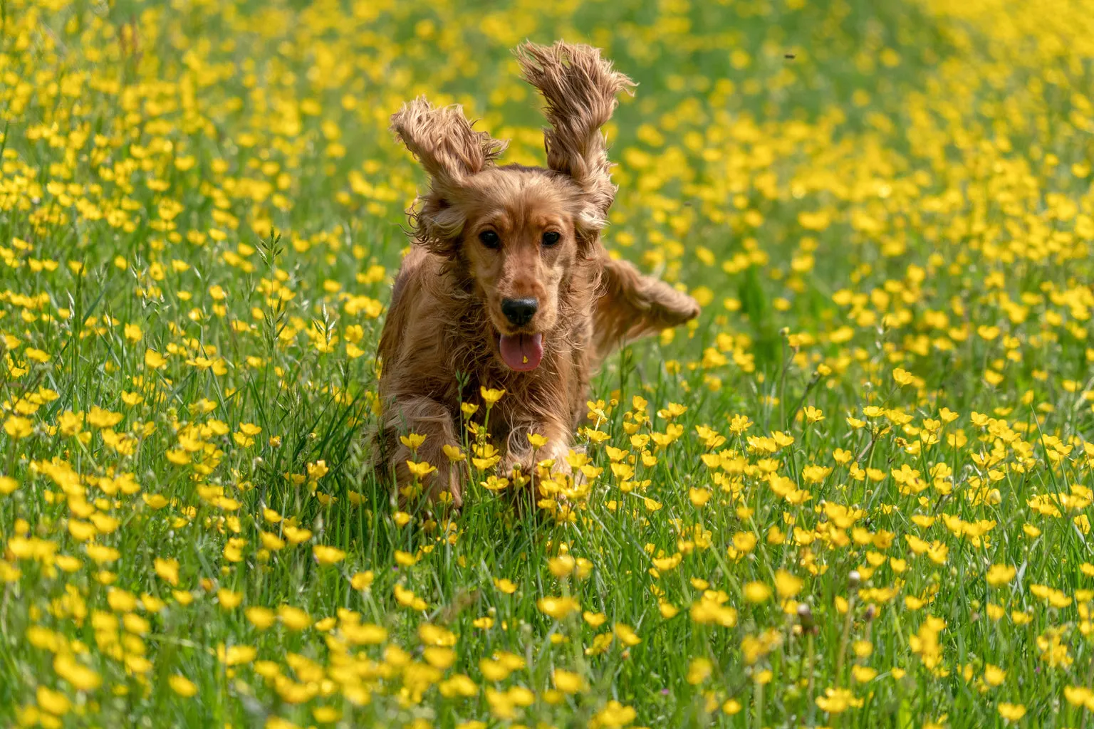 Brown dog running in field