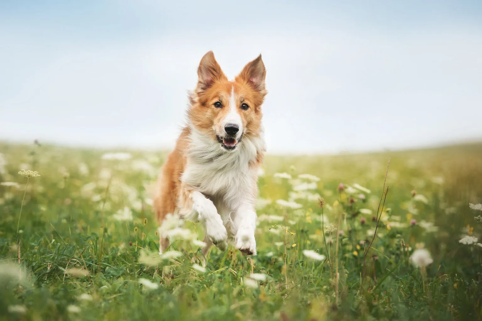 Light brown and white dog in meadow running