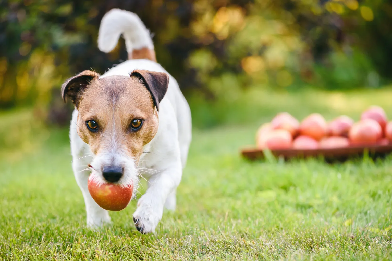 Dog with apple in its mouth running