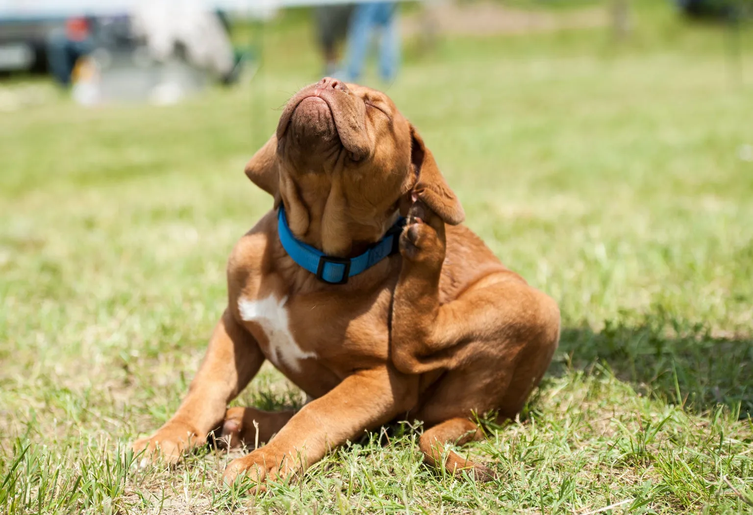 Dog scratching ear outside while sitting on grass