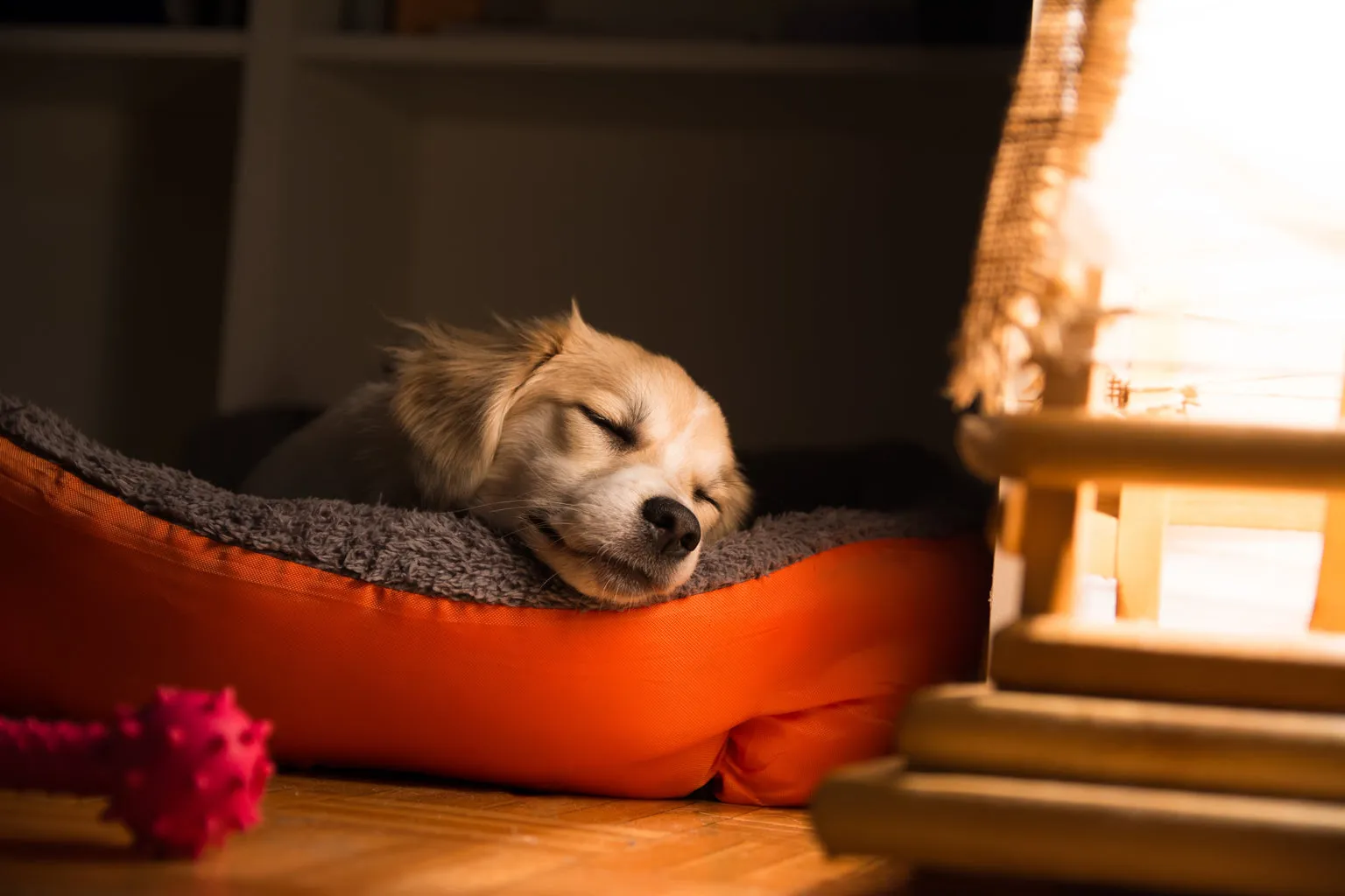 Dog in dog bed sleeping inside.