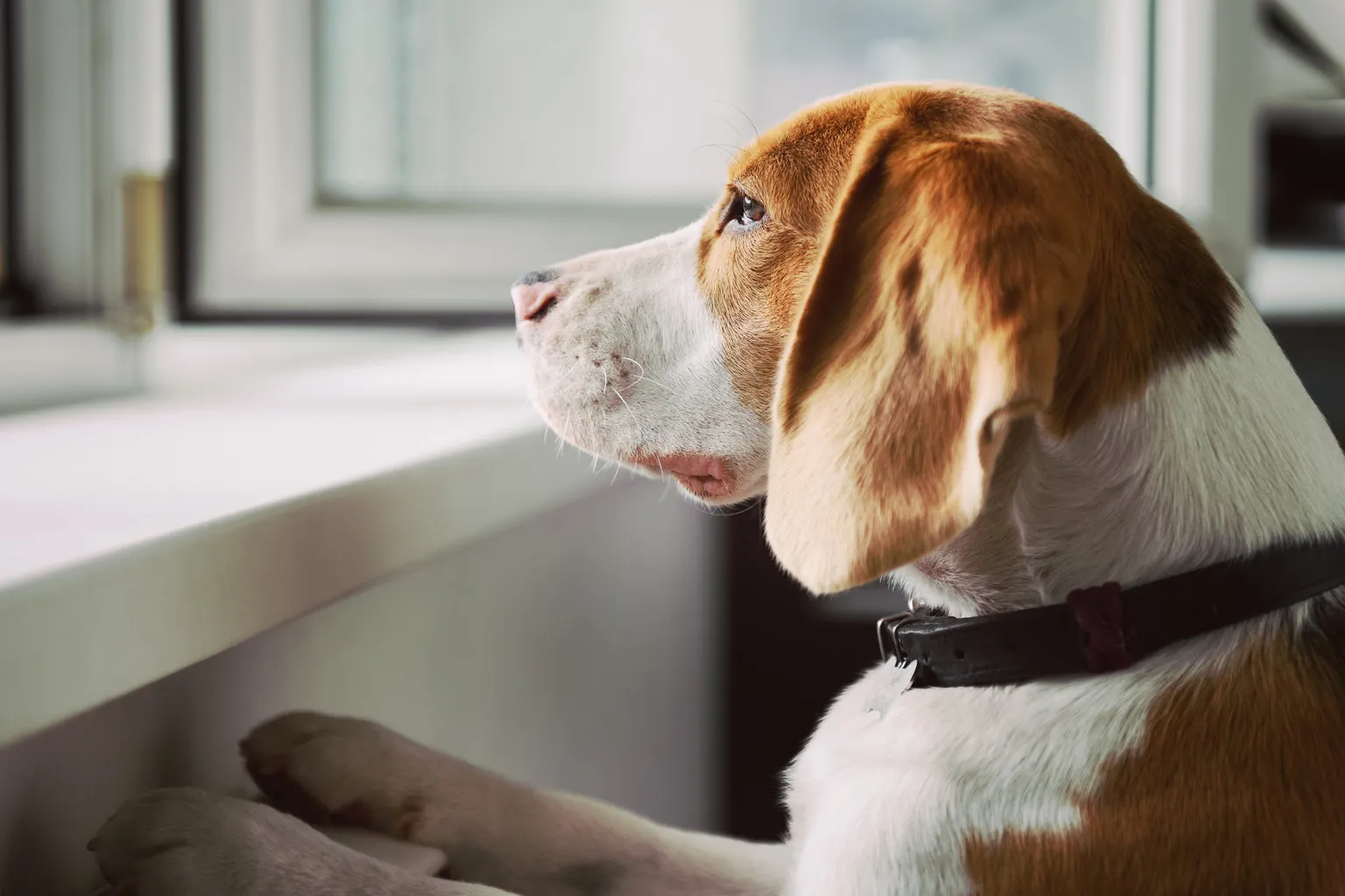 Dog staring out the window looking sad