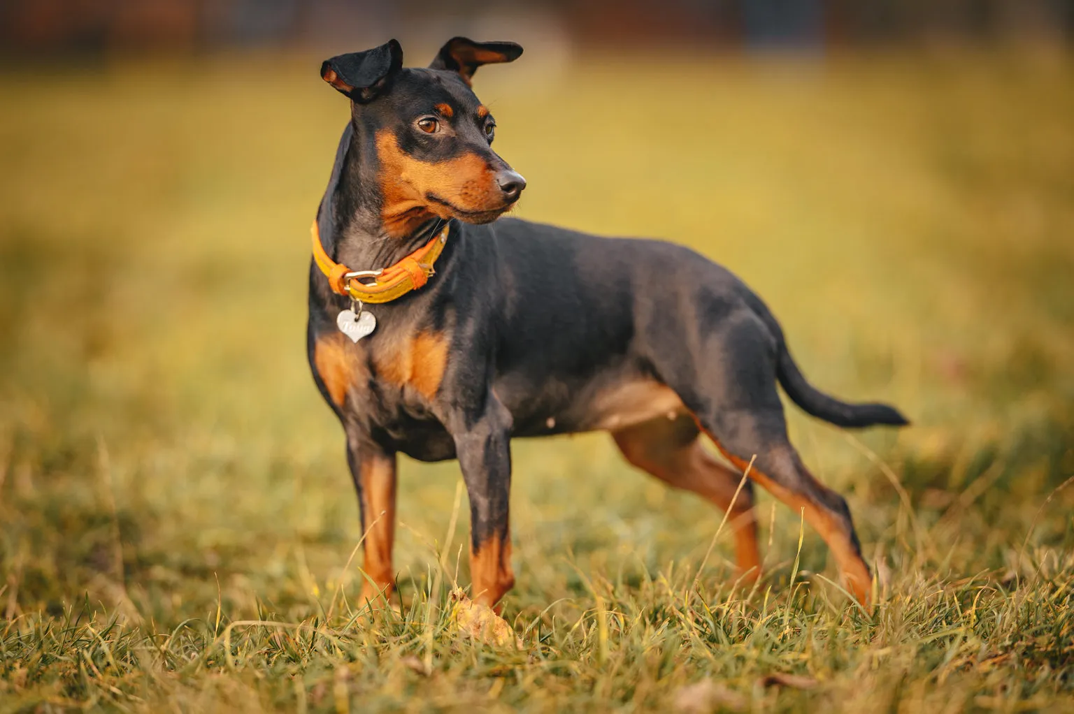 Dog standing on grass, staring