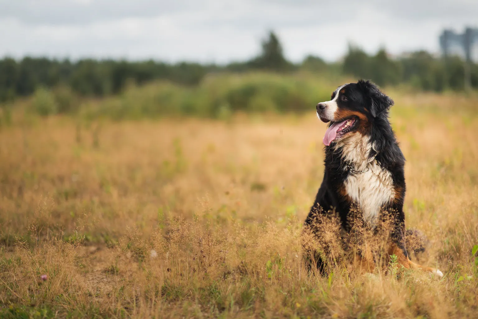 Brown and white dog stood outside - arthritis in dogs