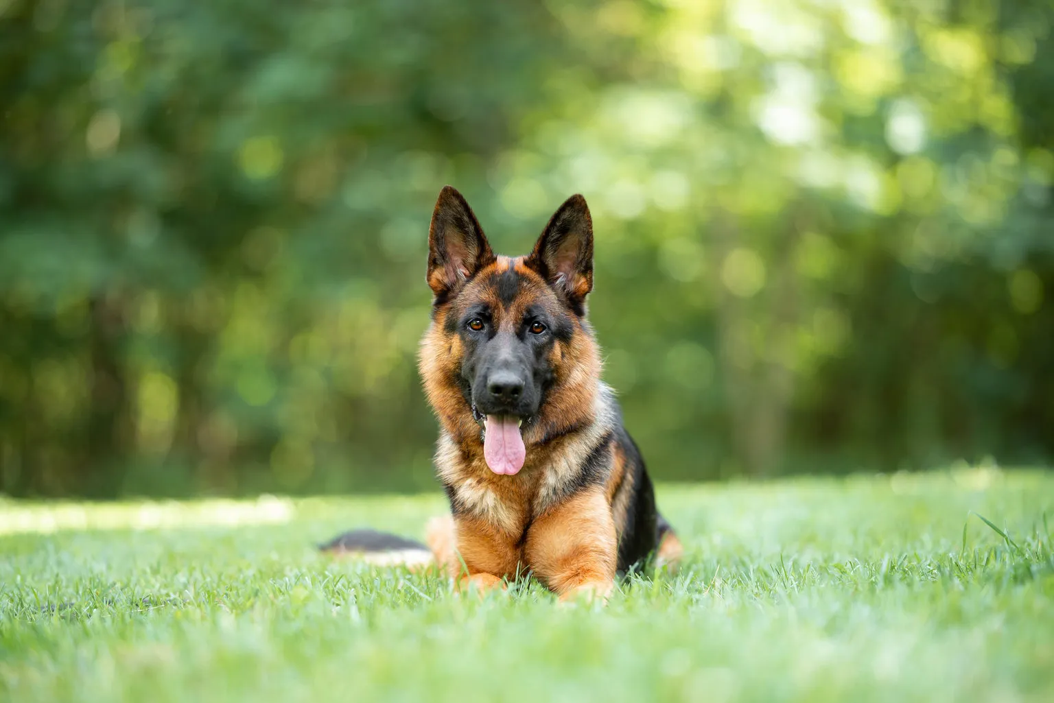 Adult German Shepherd sitting in grassy field