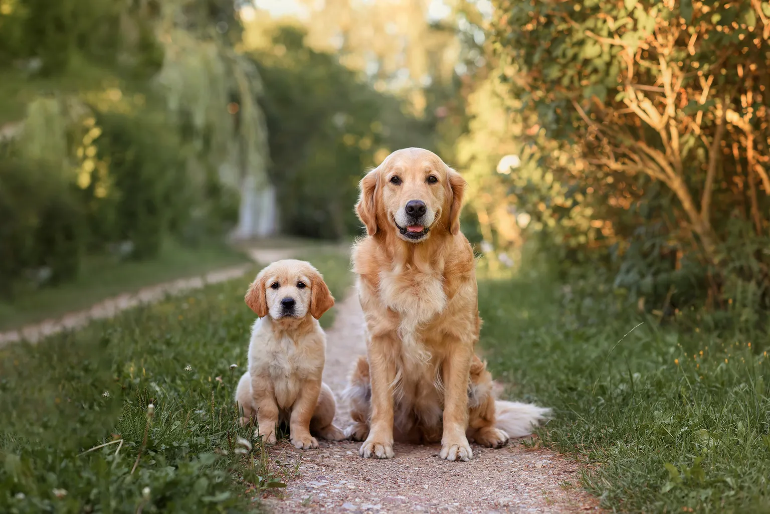 Young puppy Golden Retriever stood next to adult Golden Retriever dog
