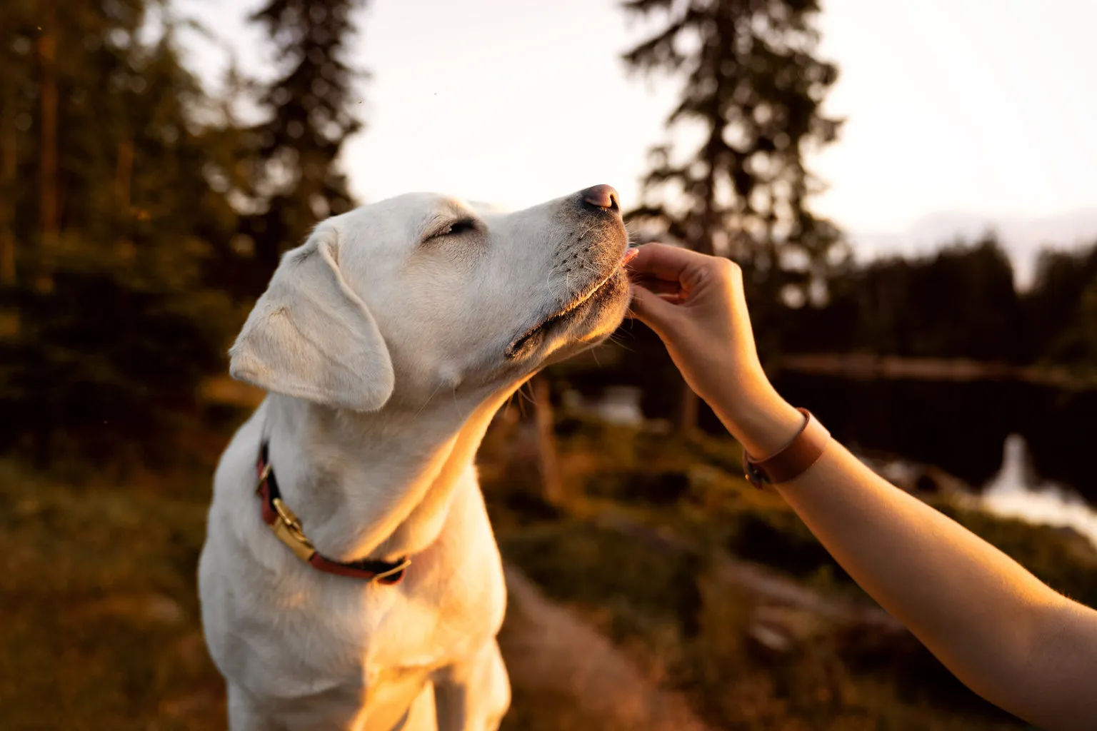 Golden dog being fed supplement by human outside