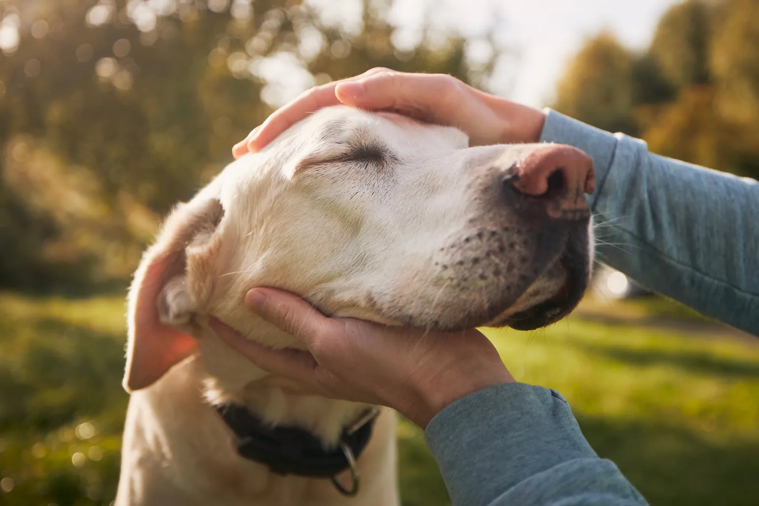 Golden Retriever dog being petted outside by woman with blue long sleeve top
