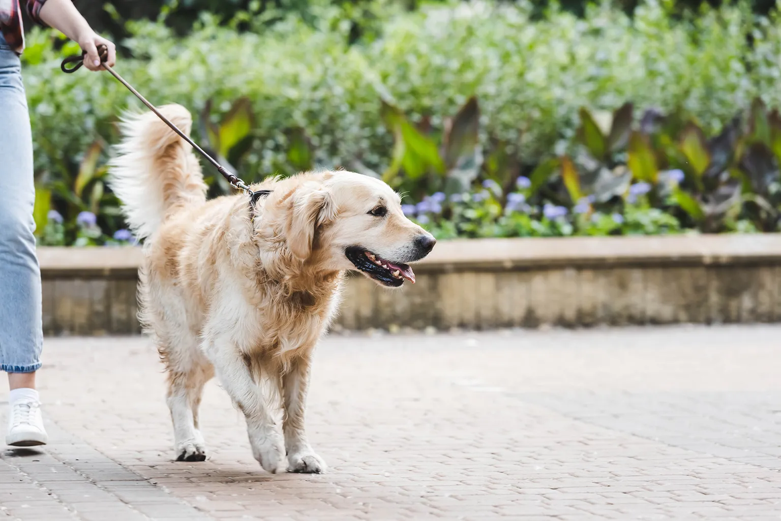 Old Golden Retriever dog on a walk with their dog parent outside