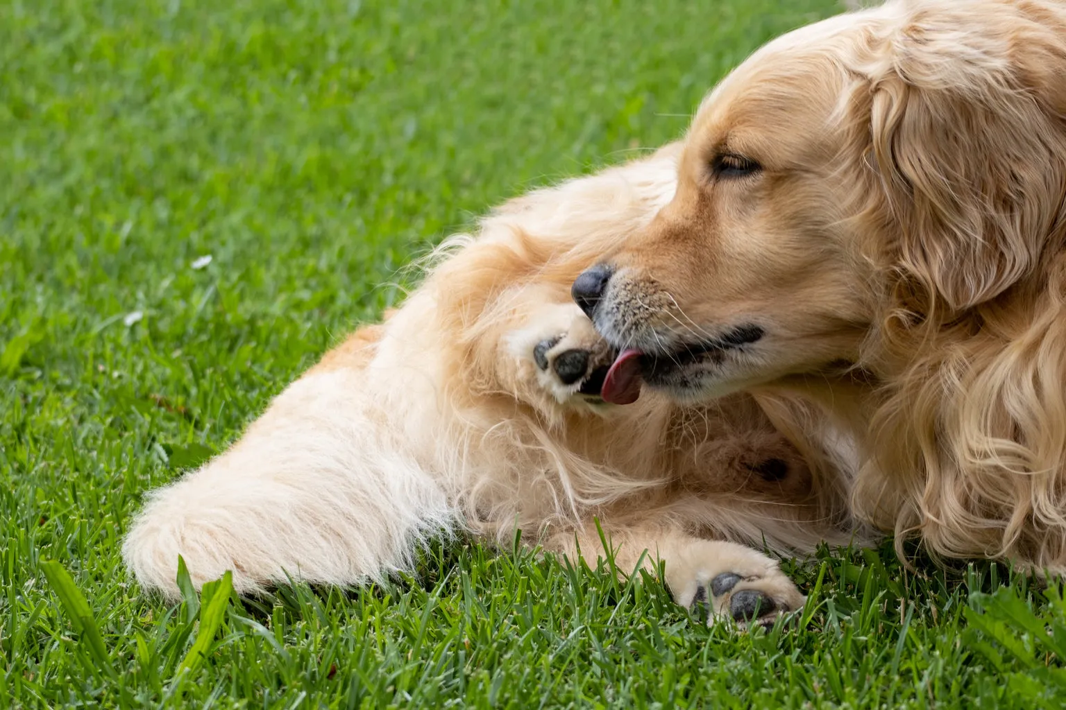 Dog licking paw sitting on grass outside