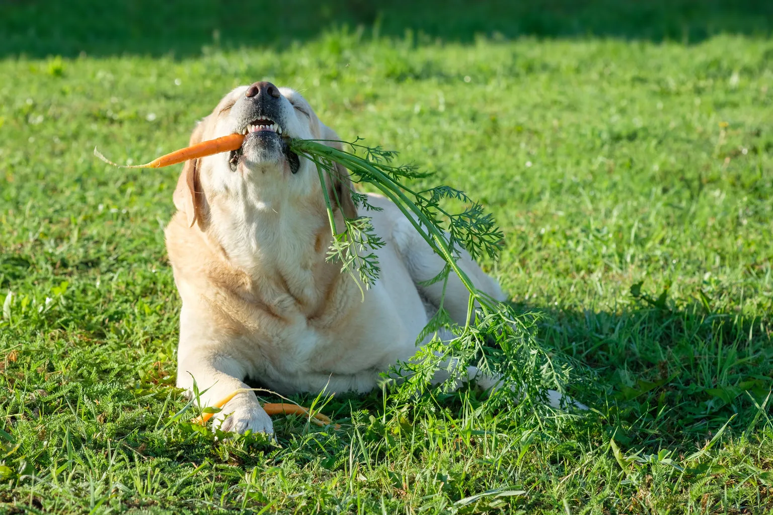 Dog eating carrot