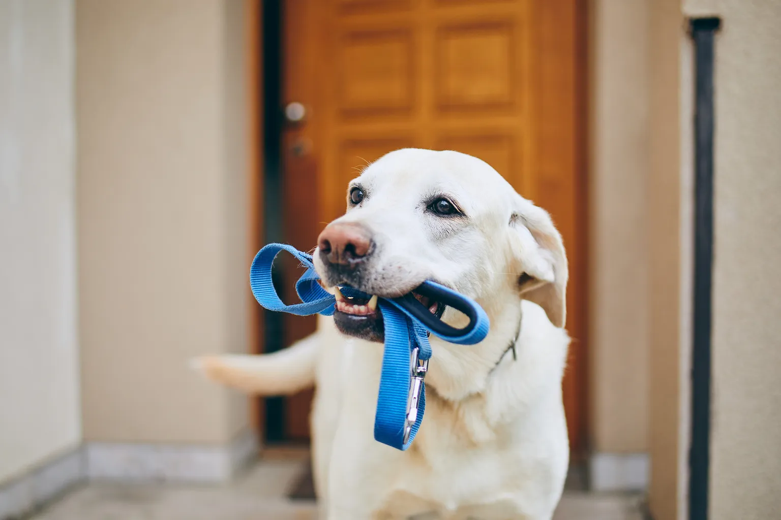 Dog standing with blue leash in mouth