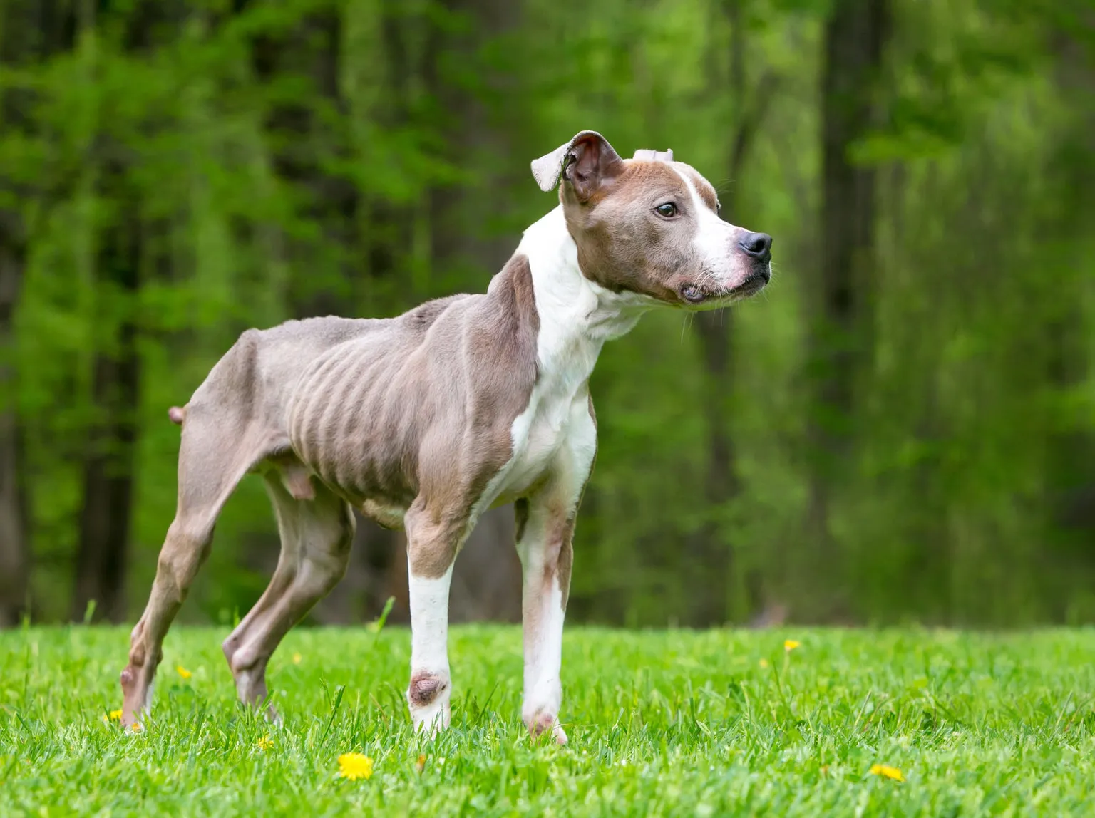 Brown and white dog stood on grass - dog losing muscle mass