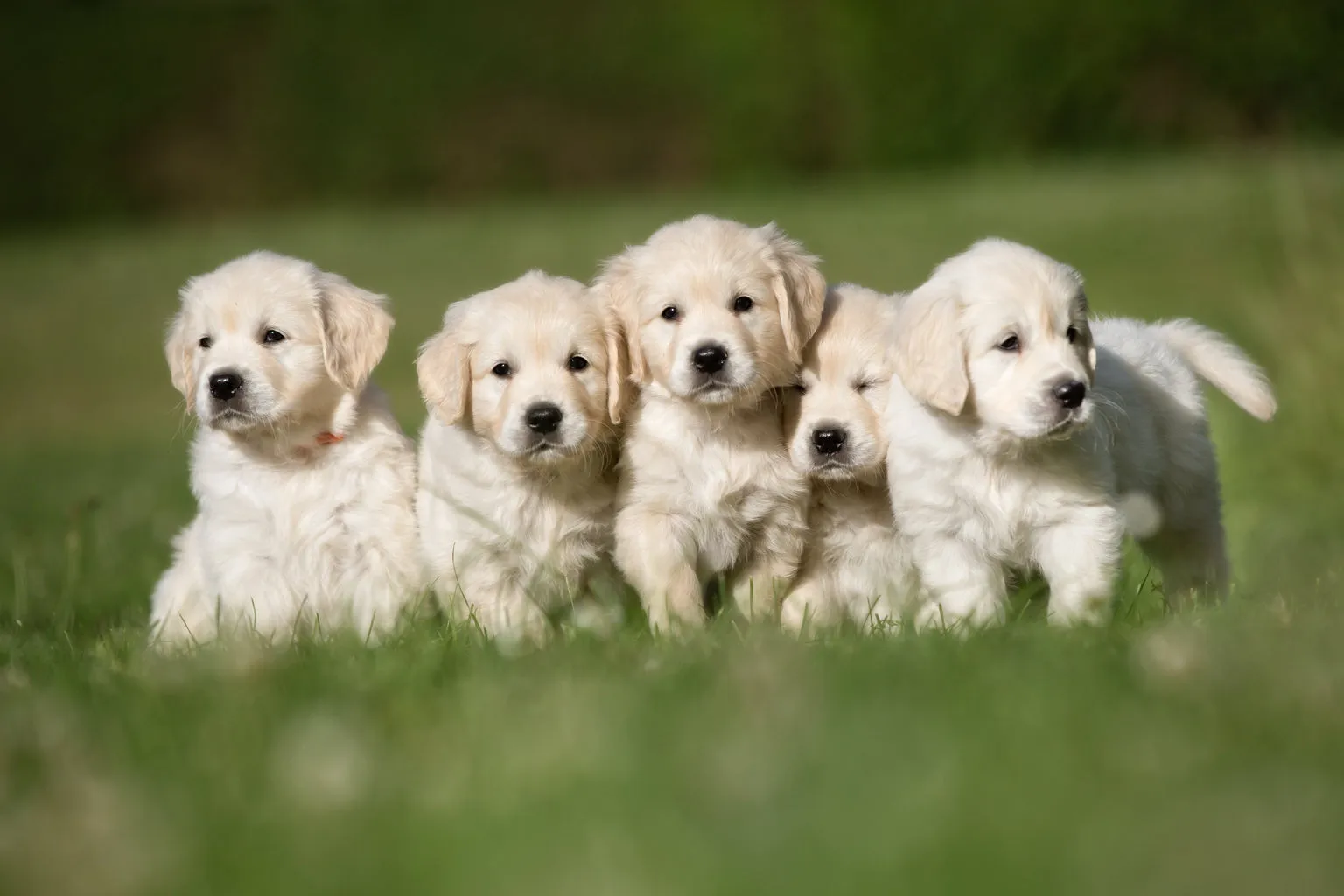 Group of five golden puppies stood outside in grass