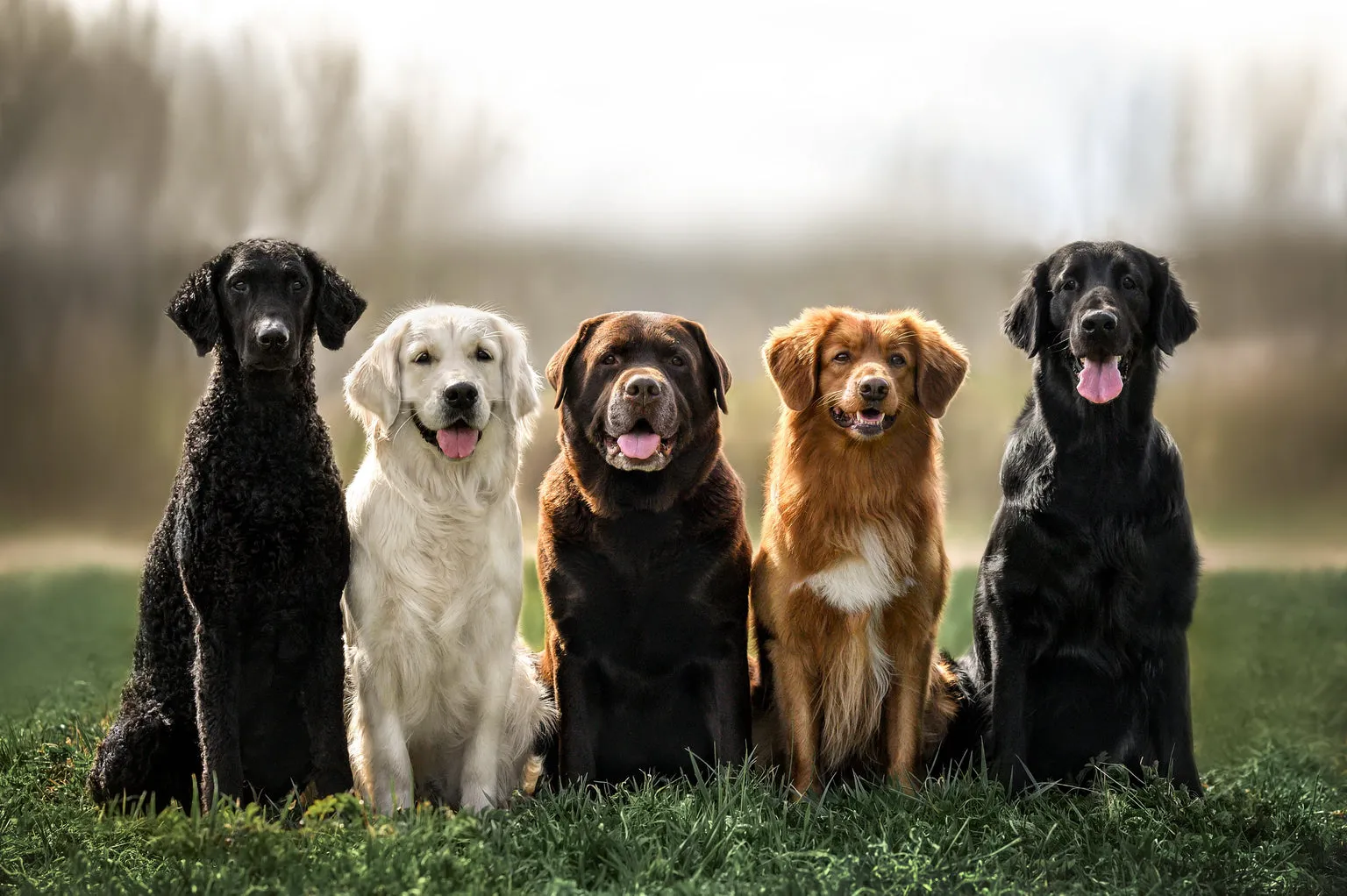 Group of five dogs of different breed stood looking at the camera outside on grass