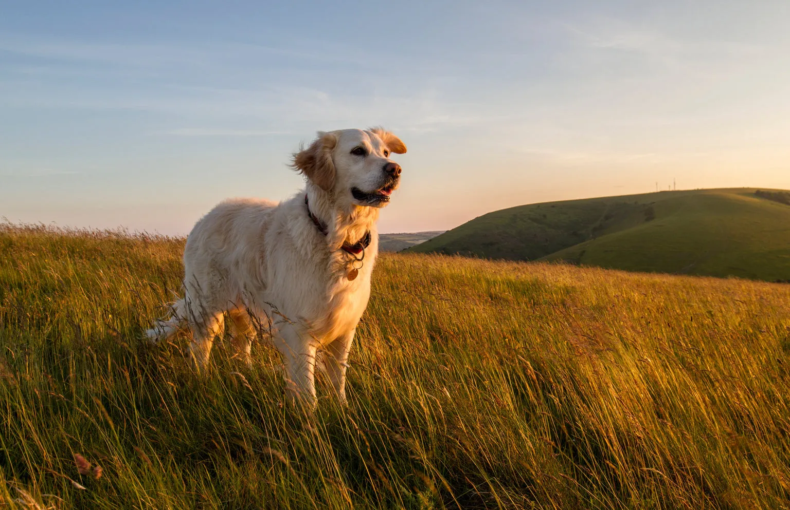 Adult Labrador stood in fields on a sundown day looking happy