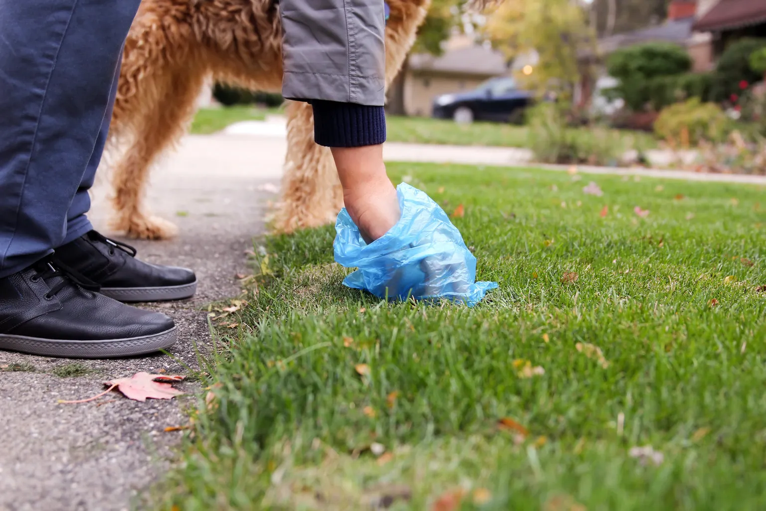 Man picking up dog poo from grass