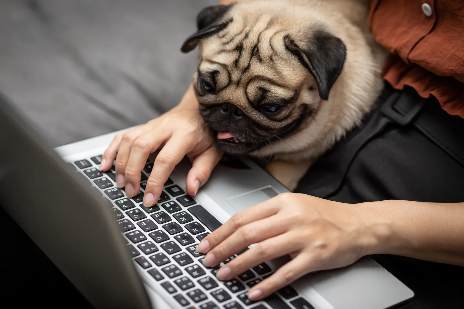 A pug resting its head beside a person's hands as they type on a laptop